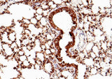 Anti-Mouse SFTPD Antibody [B423]