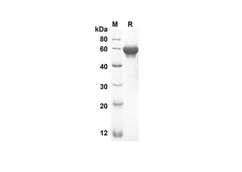 SDS-PAGE analysis of Mouse Lbp proteins, 2 μg/lane of Recombinant Mouse Lbp proteins was resolved with an SDS-PAGE under reducing conditions, showing bands at 52.8 kDa.