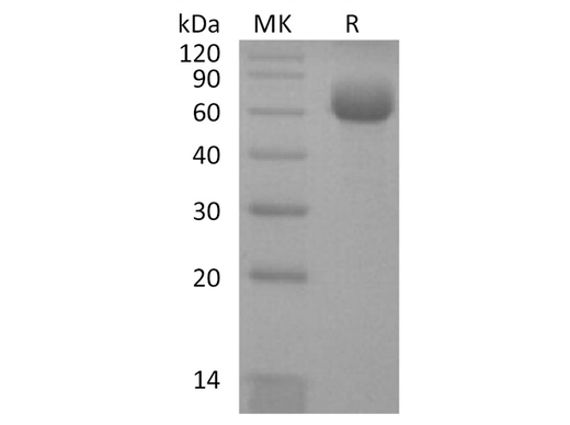 > 95 % as determined by reducing SDS-PAGE.