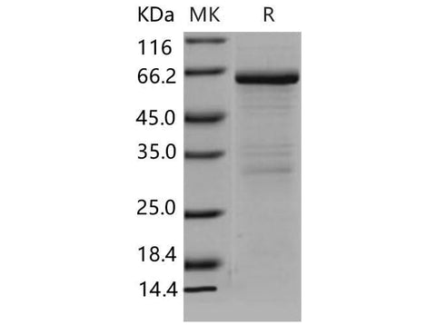 > 85 % as determined by reducing SDS-PAGE.