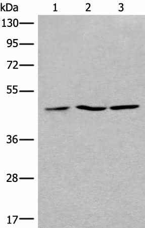 Anti-Human/Mouse/Rat RPL3 Antibody