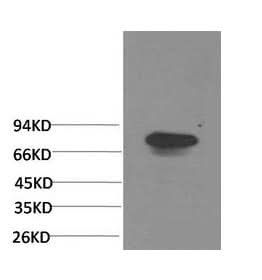 Western Blot analysis of Human serum using Transferrin Monoclonal Antibody at dilution of 1:2000.