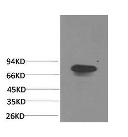 Western Blot analysis of Human serum using Transferrin Monoclonal Antibody at dilution of 1:2000.