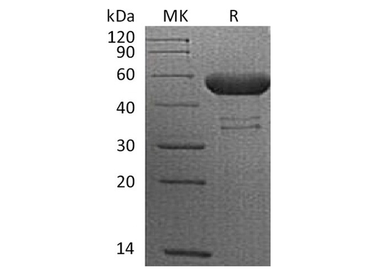 Recombinant Cynomolgus CTLA-4/CD152 Protein (Fc Tag) - ABMIUM