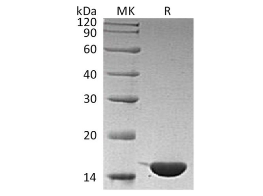 Recombinant Human IL36G/IL1F9 Protein - ABMIUM