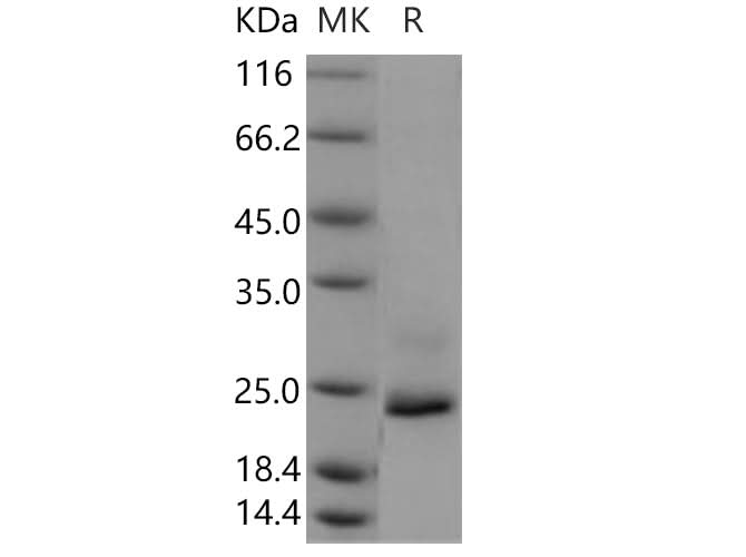 > 90 % as determined by reducing SDS-PAGE.