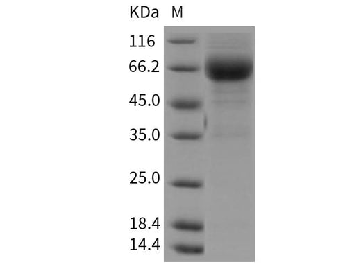 > 85 % as determined by reducing SDS-PAGE.