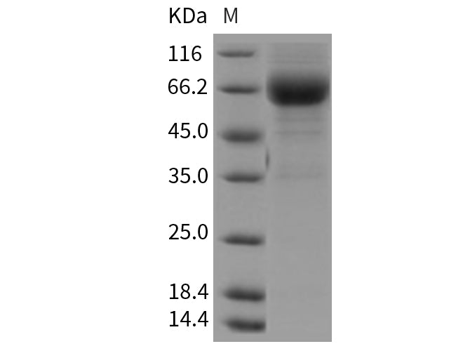 > 85 % as determined by reducing SDS-PAGE.