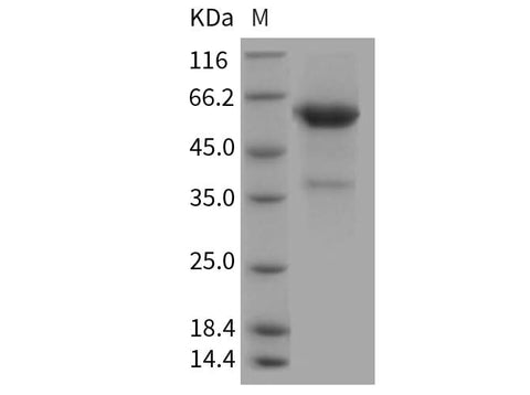 > 85 % as determined by reducing SDS-PAGE.