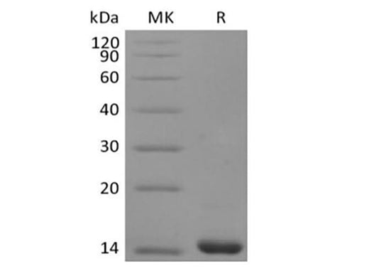 Recombinant Human FGF-4 - ABMIUM