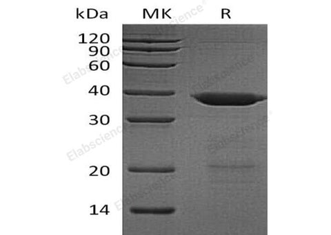 > 90 % as determined by reducing SDS-PAGE.