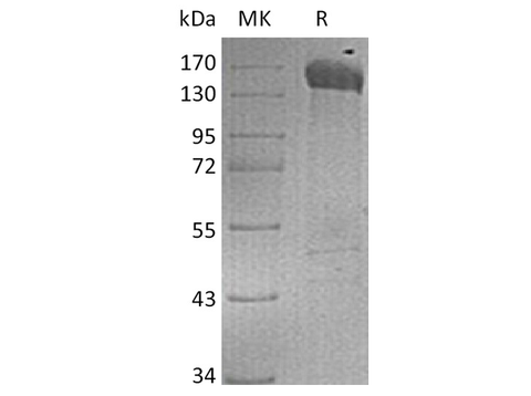 > 90 % as determined by reducing SDS-PAGE.