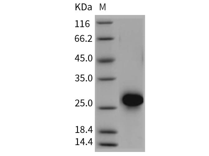 > 95 % as determined by reducing SDS-PAGE.