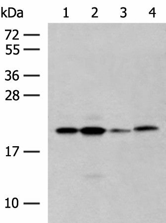 Western blot analysis of 293T cell lysates using RNF5 Polyclonal Antibody at dilution of 1:250