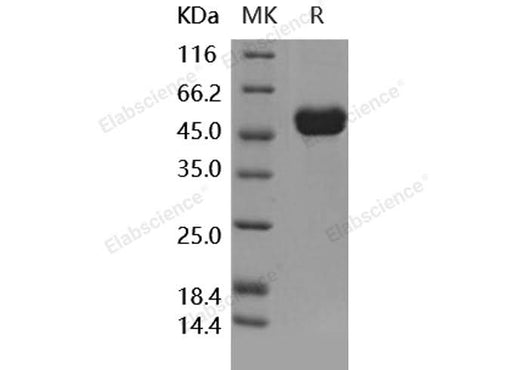 > 98 % as determined by reducing SDS-PAGE.