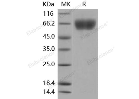 > 98 % as determined by reducing SDS-PAGE.