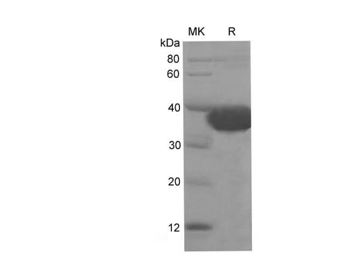 SDS-PAGE analysis of Mouse FAP proteins, 2 μg/lane of Recombinant Mouse FAP proteins was resolved with SDS-PAGE under reducing conditions, showing bands at 35-40 kDa.