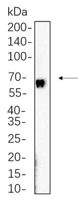 Anti-Human cGAS Antibody [B1139]