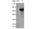 > 90 % as determined by reducing SDS-PAGE.