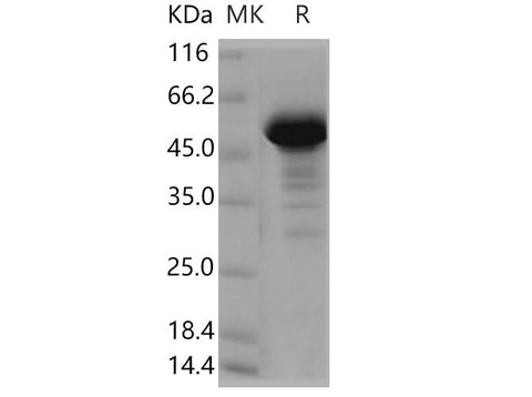 > 90 % as determined by reducing SDS-PAGE.