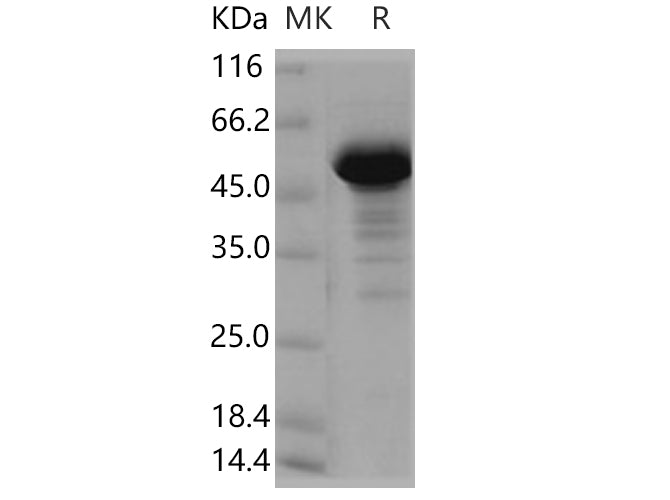 > 90 % as determined by reducing SDS-PAGE.