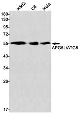 Western blot detection of APG5L/ATG5 Rabbit pA in K562,C6,Hela cell lysates using APG5L/ATG5 Rabbit mAb(1:1000 diluted).Predicted band size:33kDa.Observed band size:55kDa.