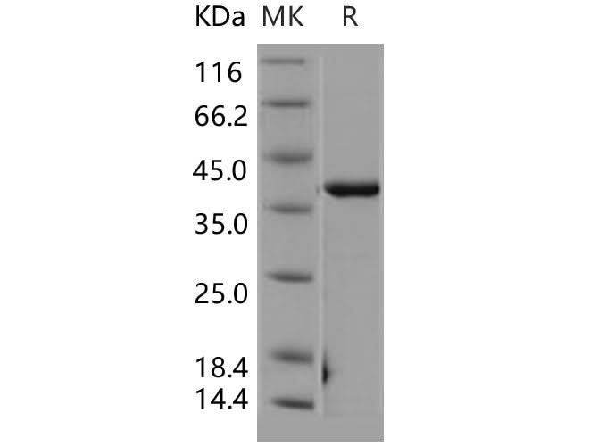 > 95 % as determined by reducing SDS-PAGE.