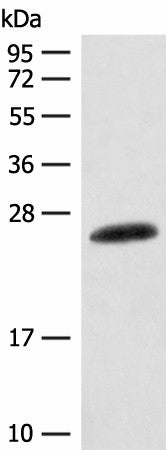 Western blot analysis of Mouse skin tissue lysate using CSNK2B Polyclonal Antibody at dilution of 1:400