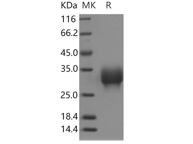 > 95 % as determined by reducing SDS-PAGE.