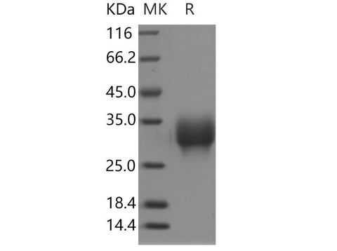 > 95 % as determined by reducing SDS-PAGE.