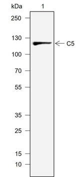 Anti-Human C5 Antibody [A734]