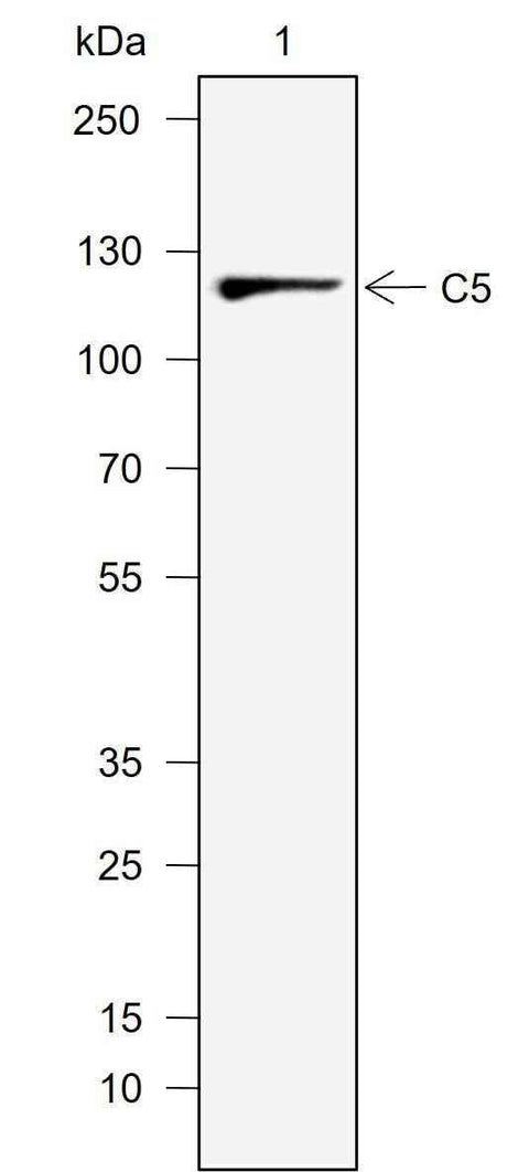 Anti-Human C5 Antibody [A734] - ABMIUM