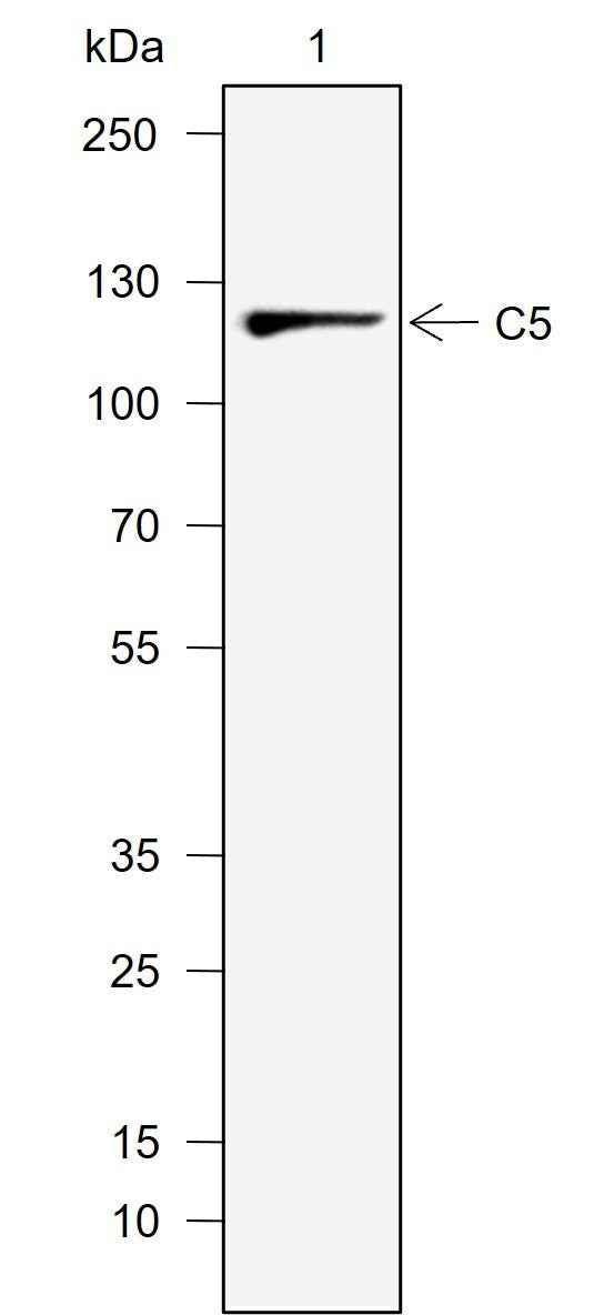 Anti-Human C5 Antibody [A734]