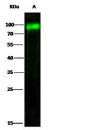 Anti-Human PVR Antibody [B221]