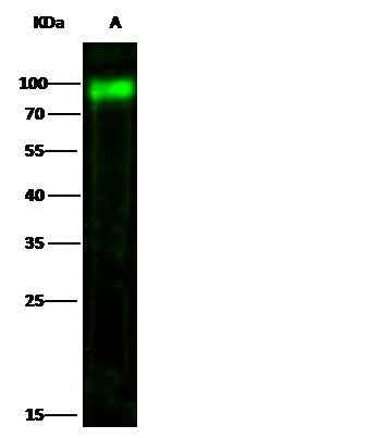 Anti-Human PVR Antibody [B221]