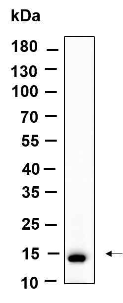 Anti-Human/Mouse/Rat Histone H2A Antibody [B903] - ABMIUM