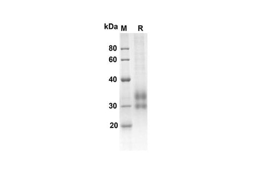 SDS-PAGE analysis of Mouse Tnfrsf9 proteins, 2 μg/lane of Recombinant Mouse Tnfrsf9 proteins was resolved with an SDS-PAGE under reducing conditions, showing bands at 17.9 kDa.