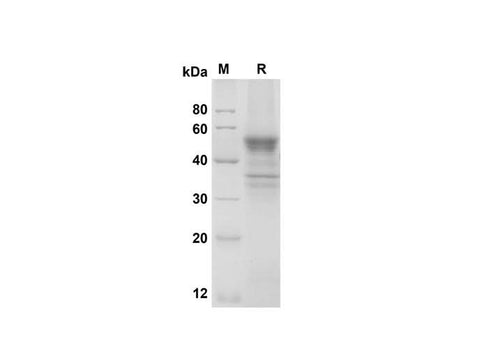 SDS-PAGE analysis of Mouse LIGHT/TNFSF14 proteins , 2 μg/lane of Recombinant Mouse LIGHT/TNFSF14 proteins was resolved with SDS-PAGE under reducing conditions , showing bands at 50 kDa.