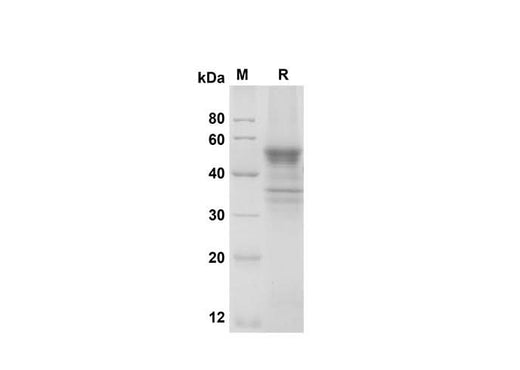 SDS-PAGE analysis of Mouse LIGHT/TNFSF14 proteins , 2 μg/lane of Recombinant Mouse LIGHT/TNFSF14 proteins was resolved with SDS-PAGE under reducing conditions , showing bands at 50 kDa.