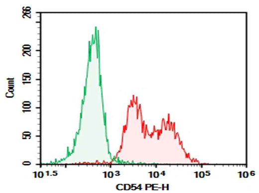 Anti-Human CD54 Antibody [RR1/1] - ABMIUM