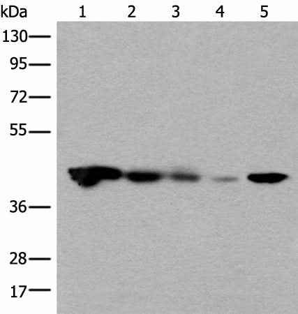 Anti-Human CECR5 Antibody