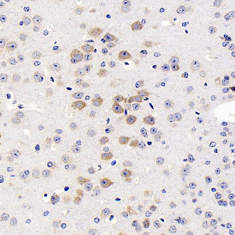 Immunohistochemistry analysis of paraffin-embedded mouse brain using GRIN2B Polyclonal Antibody at dilution of 1:200.