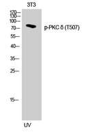 Western Blot analysis of 3T3 cells with Phospho-PKC delta (Thr507) Polyclonal Antibody