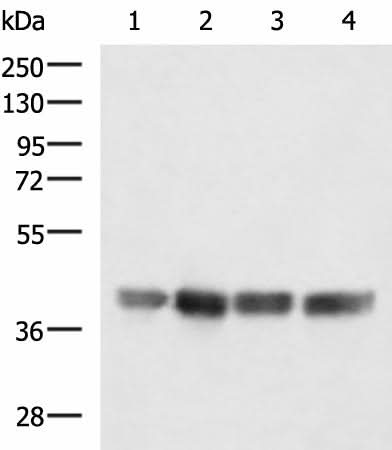 Western blot analysis of LOVO K562 Jurkat and Hela cell lysates using MRPS35 Polyclonal Antibody at dilution of 1:900
