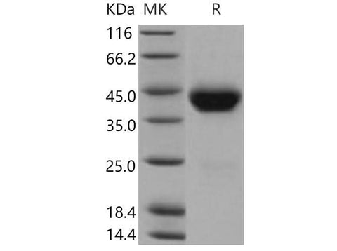 > 97 % as determined by reducing SDS-PAGE.