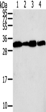 Anti-Human STX10 Antibody - ABMIUM