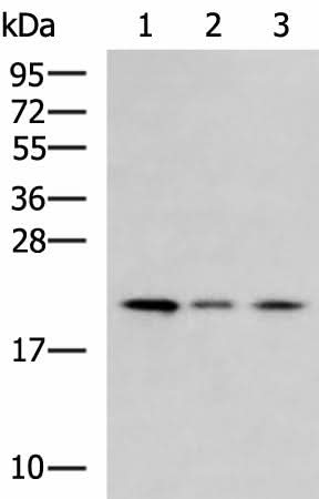 Western blot analysis of Jurkat cell Mouse kidney tissue HepG2 cell lysates using MRPL22 Polyclonal Antibody at dilution of 1:800