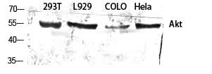 Western Blot analysis of various cells using Pan-Akt Polyclonal Antibody at dilution of 1:1000.