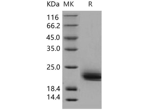 > 97 % as determined by reducing SDS-PAGE.