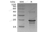 > 95 % as determined by reducing SDS-PAGE.
